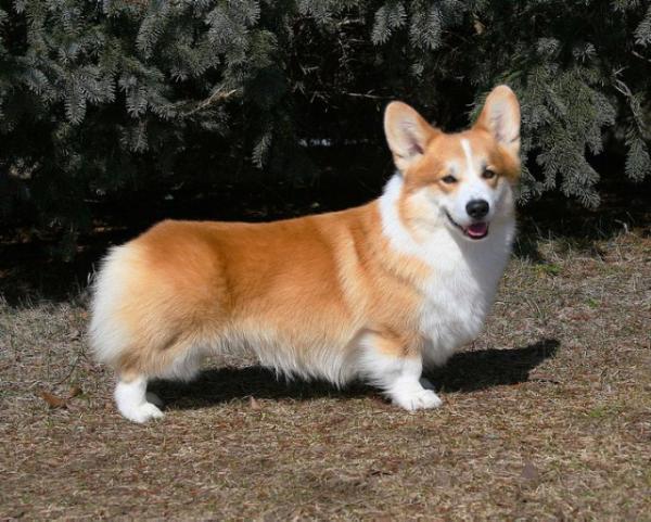 有名人芸能人】 corgi no443プリムススポーツサーバンU.S.メイル 1963